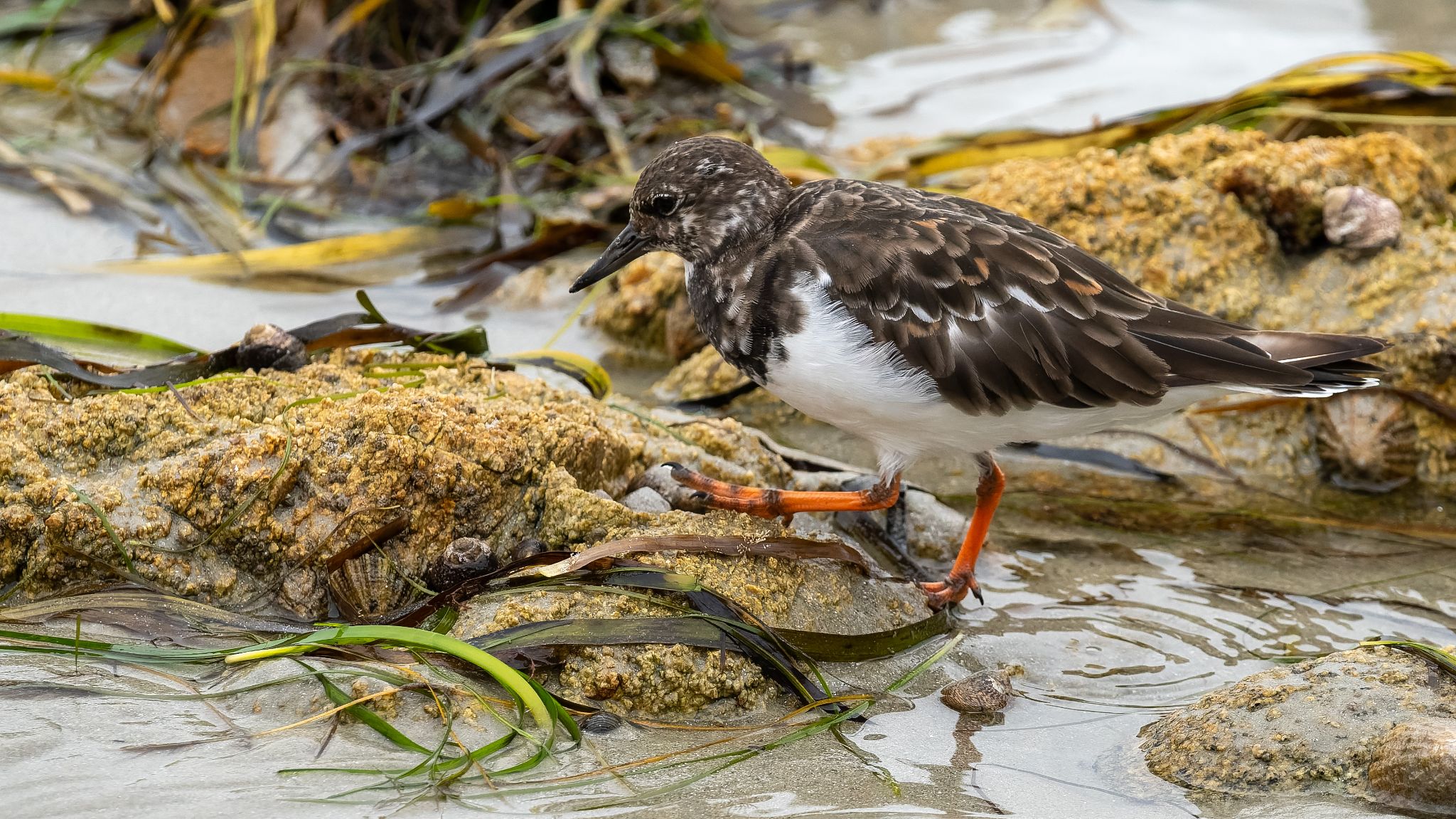 20250918 133450 Carnac   parking Karek Segal, Boulevard de Légenèse, Legenese